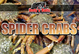 Spider Peeler Crabs