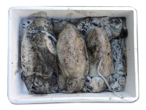 5kg Cuttlefish Block - XL-XXL In Size