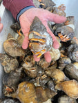 Hermit Crabs (Xtra Large Singles)