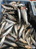 Sardines 3-4 Per Bag