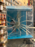 Sea Urchin Lure - 11cm - Flashing Blue