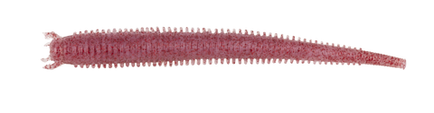 Berkley Gulp! Saltwater Fat Sandworm - 4"- Clear Red Fleck