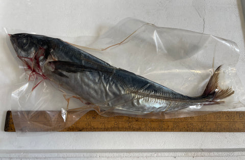 Jumbo Scads (Horse Mackerel) 1 Per Bag