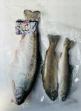 Trout Jumbo 1 Per Bag