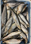 Herring Sections