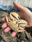 New! Shore Crab
