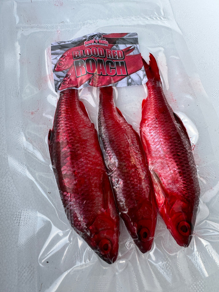 Redroach New! Blood Red Roach – Baits'R'Us