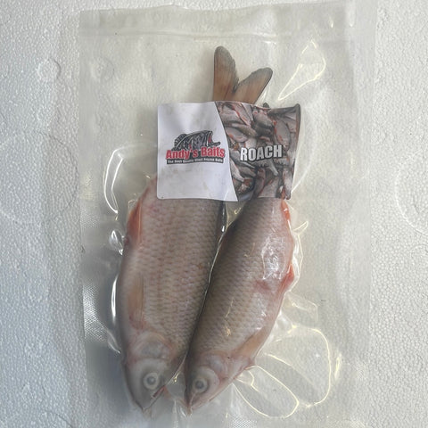 Large Roach