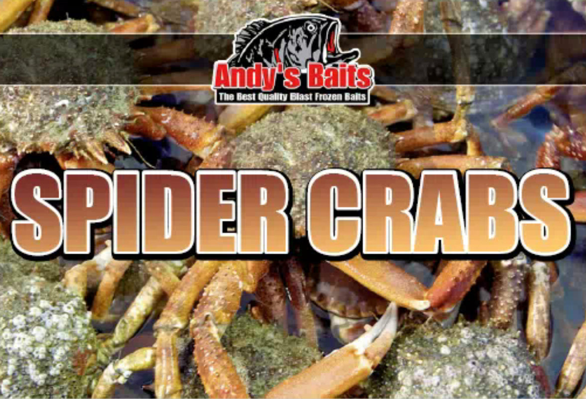 Spider Peeler Crabs – Baits'R'Us