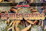 Spider Peeler Crabs
