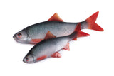 Fox Rage Ultra Natural Roach Fillets