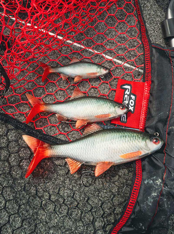 Fox Rage Ultra-Realistic Roach Replicant - Pesce di gomma Fox Rage Ultra-Realistic Roach Replicant - Pesce di gomma