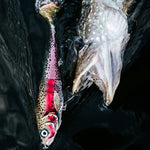 Rapala X-Rap Peto - Live Rainbow Trout - 14 cm