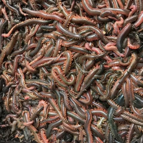 Frozen Sea Baits – Baits'R'Us