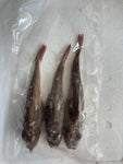 Gurnard 2-3 Per Bag