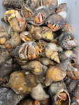 Hermit Crabs (Xtra Large Singles)