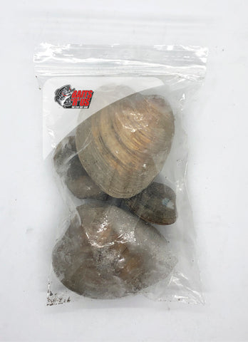American Clams