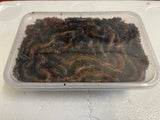 Frozen Ragworm 1lb Tub