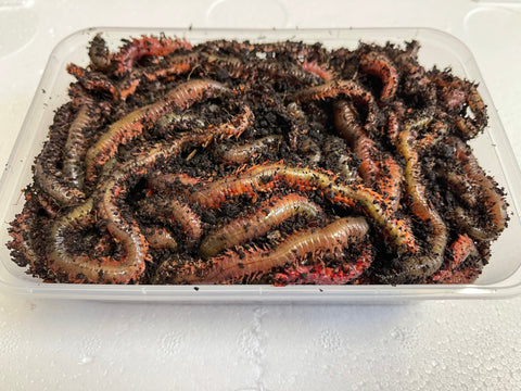 Frozen Ragworm 1lb Tub