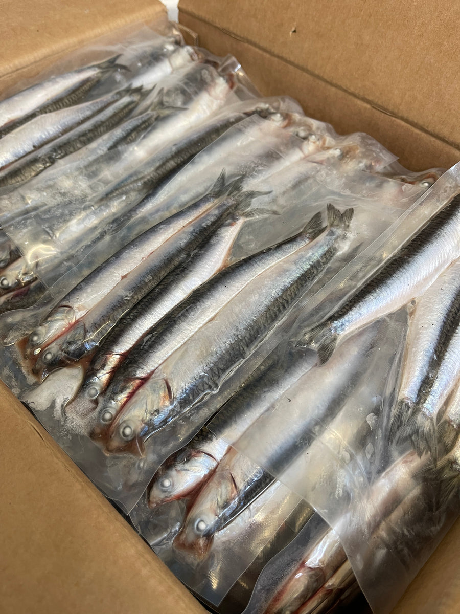 Anchovies Baits'R'Us