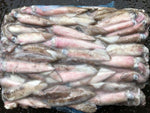 5 kg Loligo Unwashed Squid Box (C6)- (Approx. 5kg)