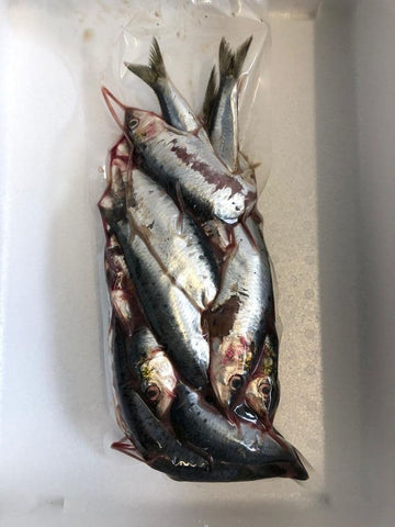 Sardines 1kg Bag Chum Grade