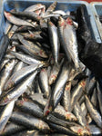 Sardines 3-4 Per Bag