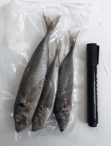 Scads (Horse Mackerel) Small