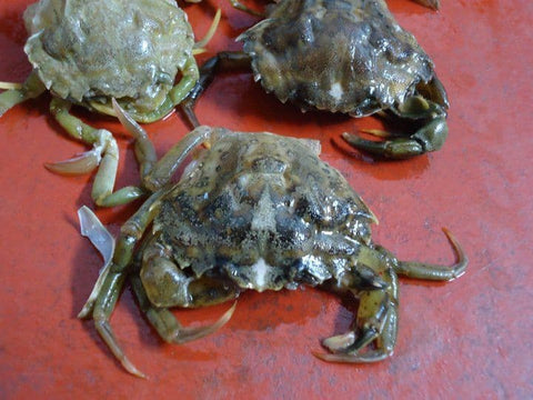 Soft Back Crabs (Jelly)